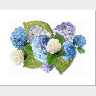 Hydrangeas from Faial Posters and Art